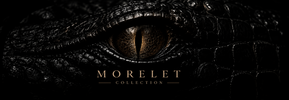 Morelet - Home